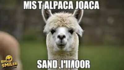 Alpaca Puns