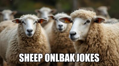 Sheep Jokes