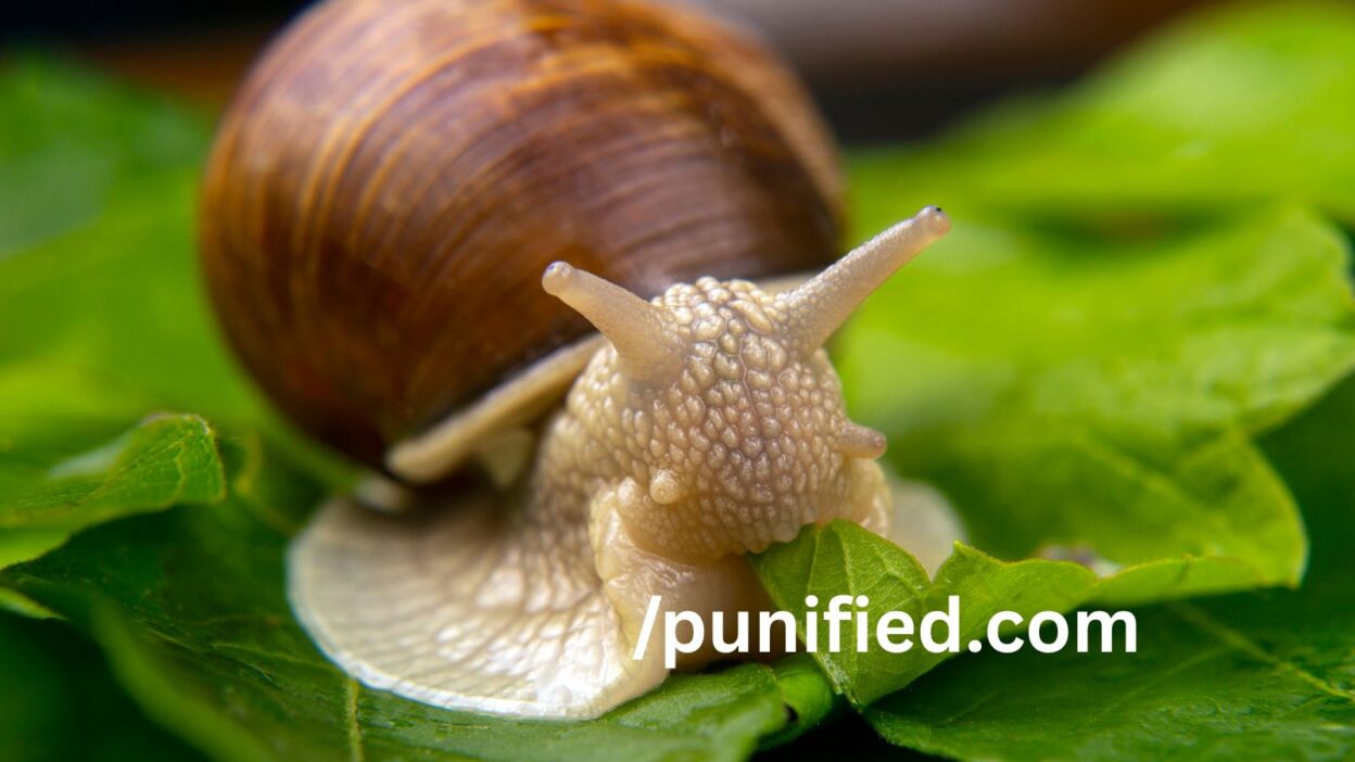 Snail Puns and Jokes 🐌